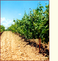 Vue d'une vigne du Domaine